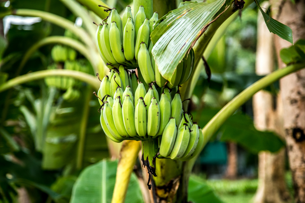 impacto na produção de bananas