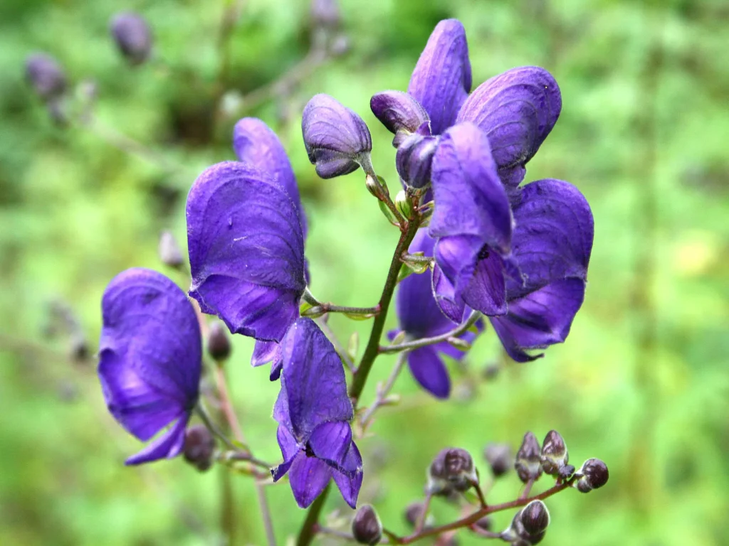 plantas venenosas